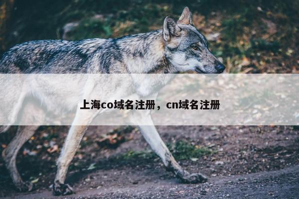 上海co域名注册，cn域名注册