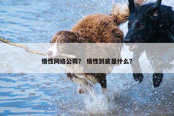 悟性网络公司？ 悟性到底是什么？