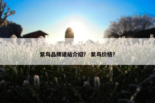 紫鸟品牌建站介绍？ 紫鸟价格？