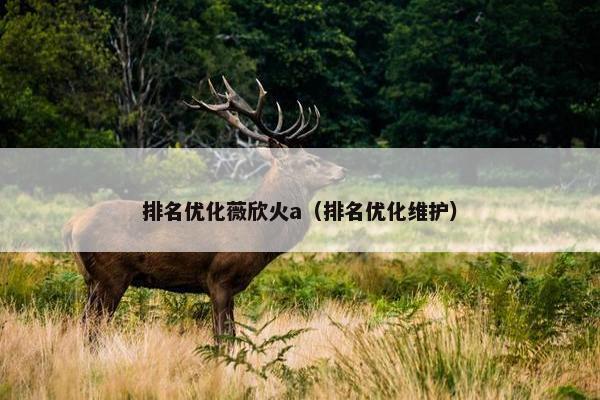 排名优化薇欣火a（排名优化维护）